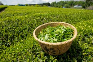 Seis variedades principales, todas únicas los diferentes tipos de té verde